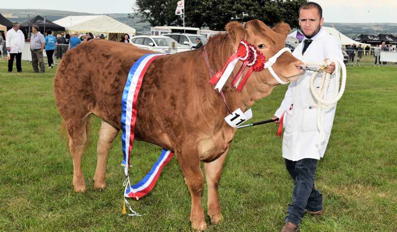 Cardigan County Show