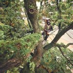 MSA 220.1 TC-O Cordless Chainsaw - ALLPRO System thumbnail 3